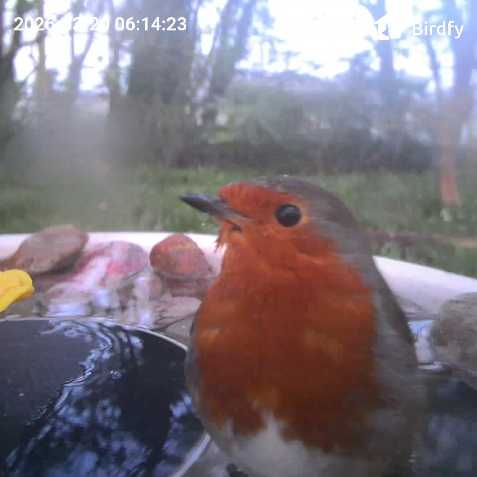 View from the Birdfy Bird Bath Pro's camera, set in a wild garden among trees, with a European Robin visiting the device