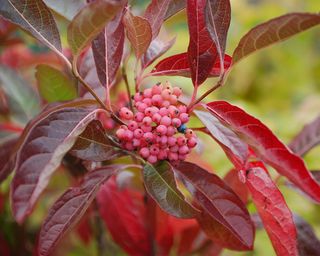 red foliage and berries of Viburnum nudum ‘Pink Beauty’
