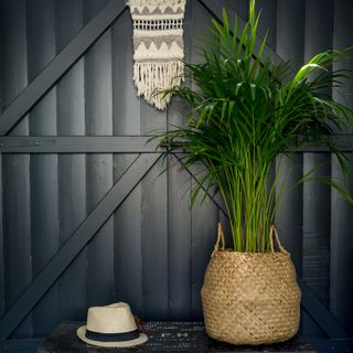 A potted areca palm in a straw basket set against a dark panelled wall