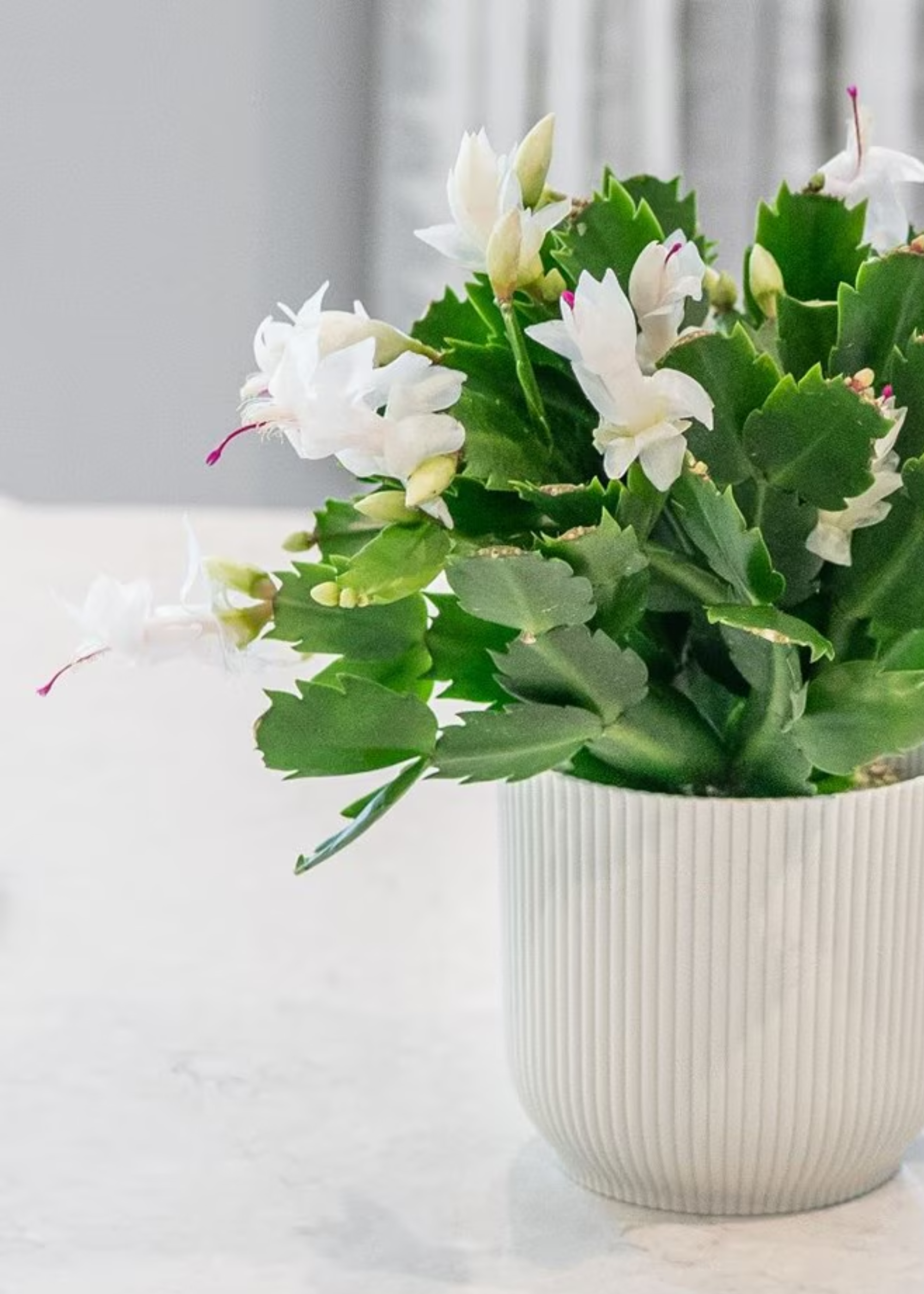 A white Christmas cactus in a ribbed planter on a counter