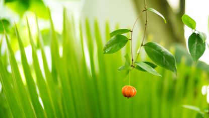 A piece of fruit hangs low in a tree.