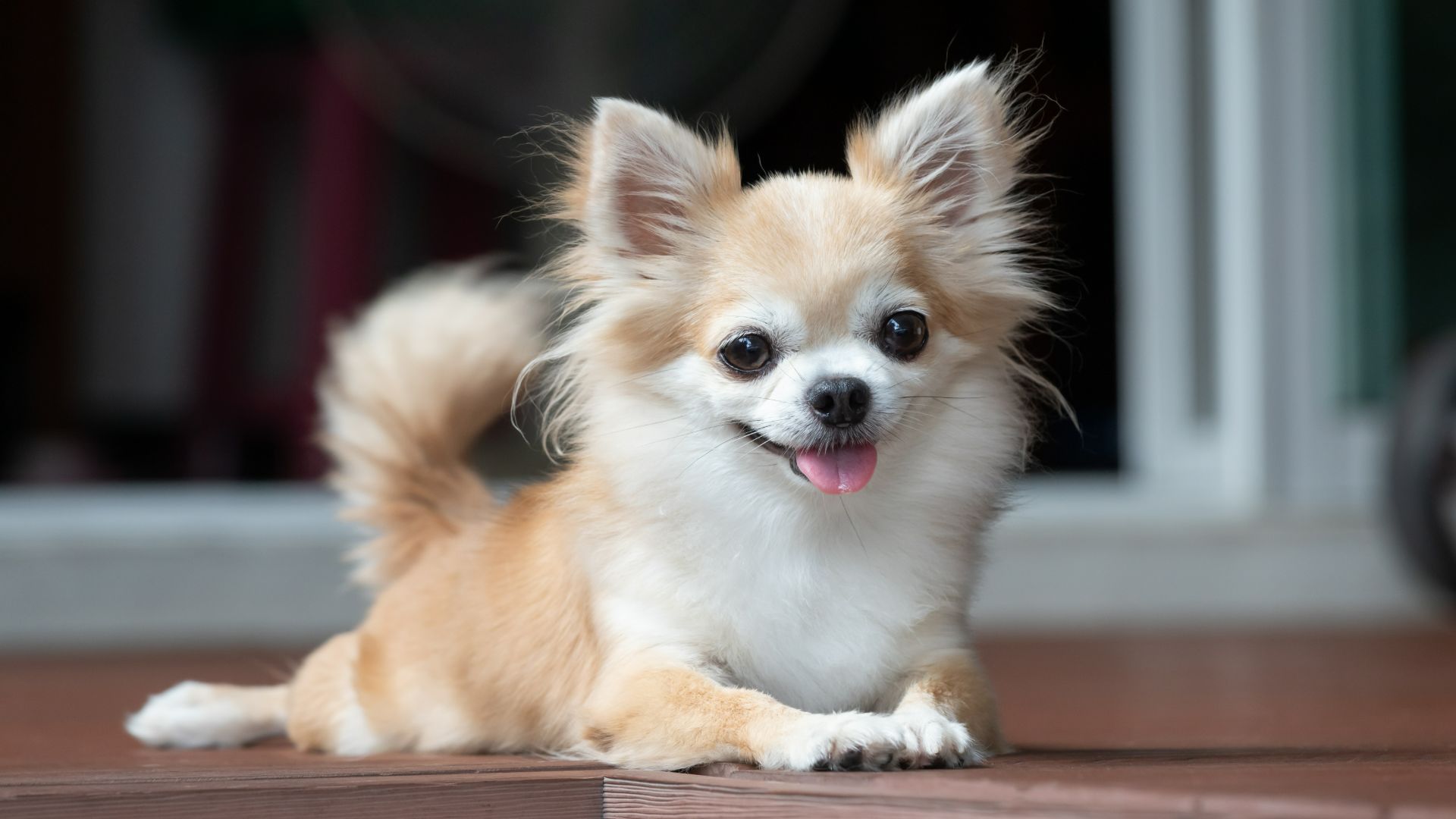 Chihuahua lying on the deck outside