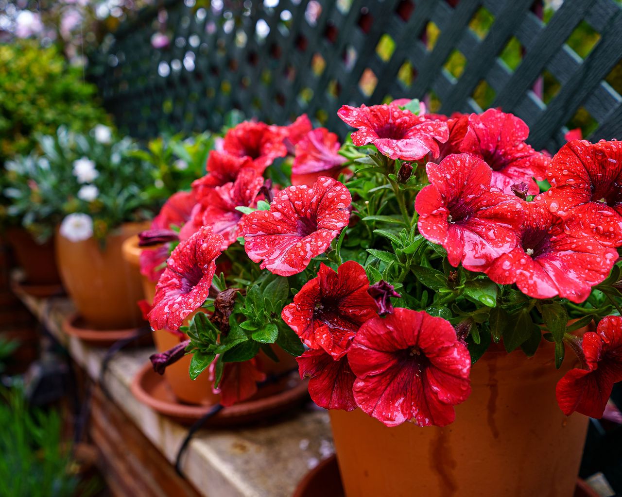 Winterizing hibiscus experts share their tips Gardeningetc