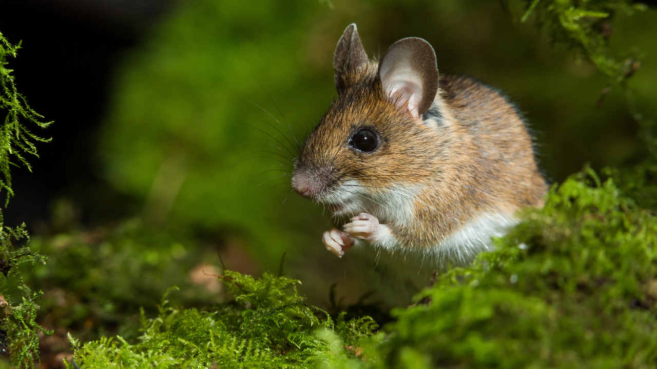 wood mouse on some moss