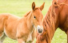 SuffolkFilly2.jpg