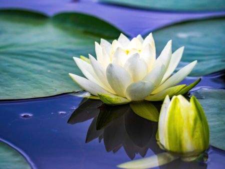 A Pond With Water Lilies