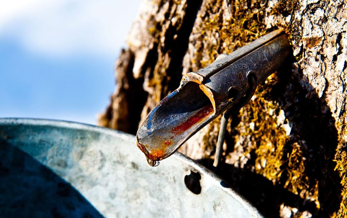 Maple Tree Is Dripping Sap Why Is My Maple Tree Leaking Sap And How   JtxySWpVWZU5obN3DTFVBB 1200 80 