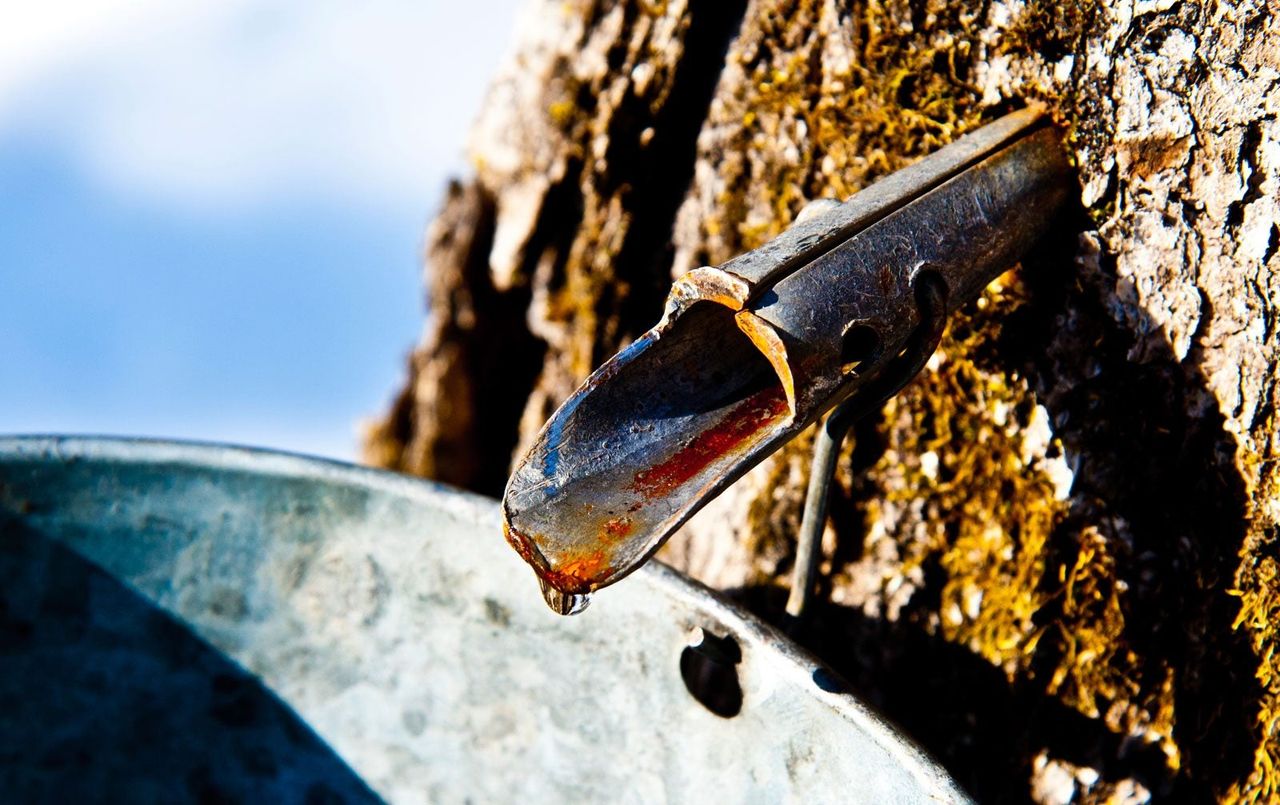 Sap Leaking From Maple Tree