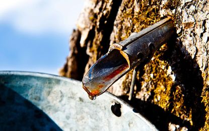 Sap Leaking From Maple Tree