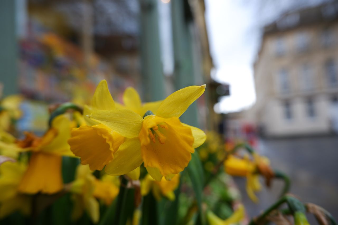 The macro mode lets you focus right down to 5cm, although only at the wide-angle end of the zoom range, so it&rsquo;s best for shots where you want to include the background too
