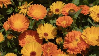 Closeup of the short lived orange and yellow flowers of Calendula