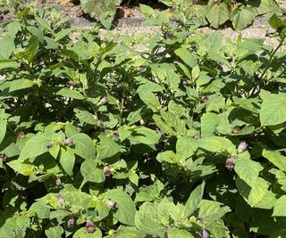 Deadly nightshade in a sunny garden border