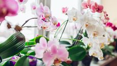 Pink and white orchids in a line along a windowsill