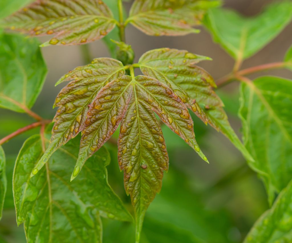 How to repel boxelder bugs from your yard: Expert solutions | Homes ...