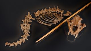 The cave lion remains from Siegsdorf are displayed alongside a reproduction of a wooden spear similar to those used by Neanderthals.