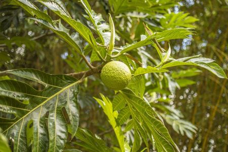 breadfruit propagation