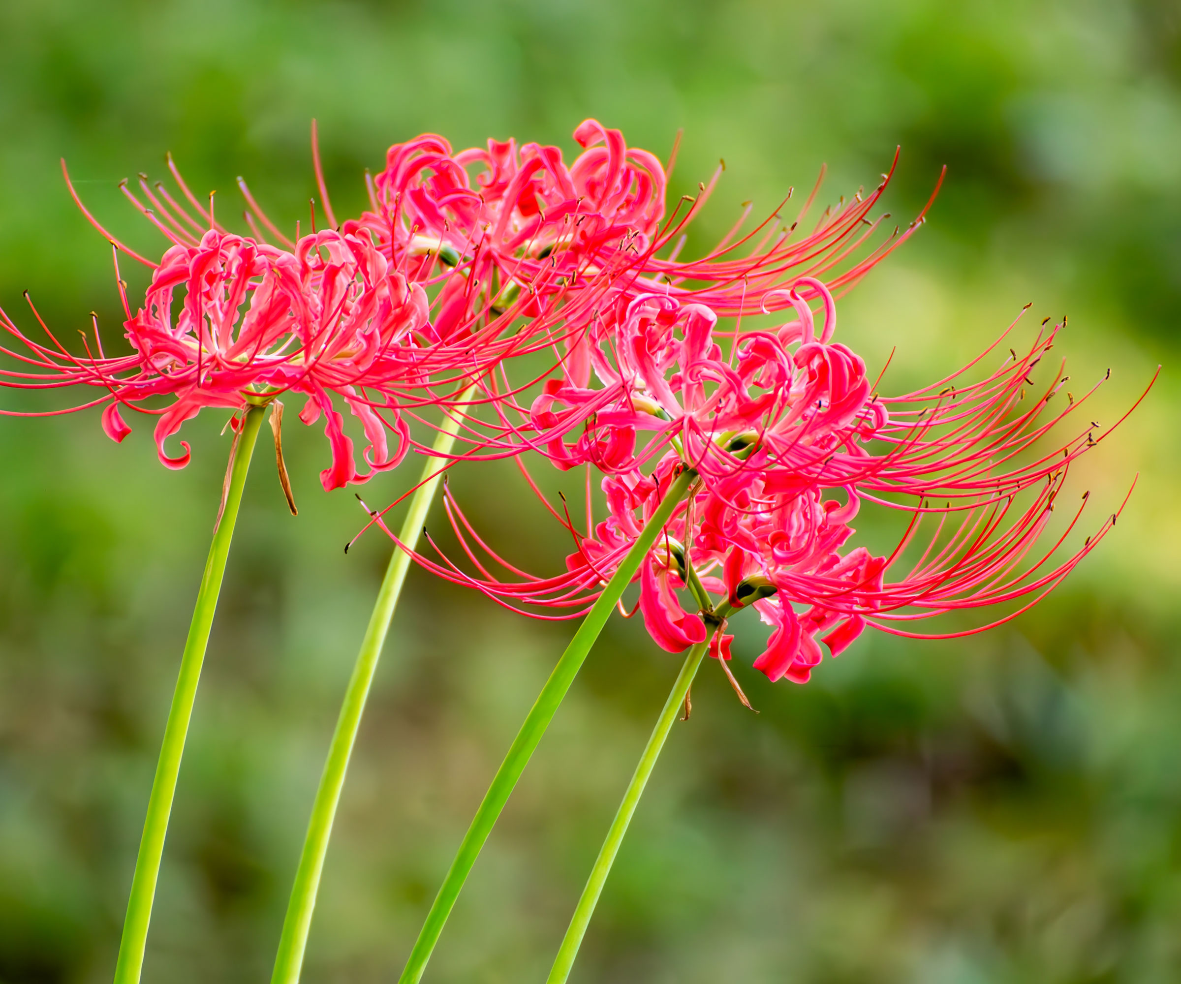 red spider lily plants with bright red flowers