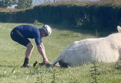 Cyclist helps deliver a calf 