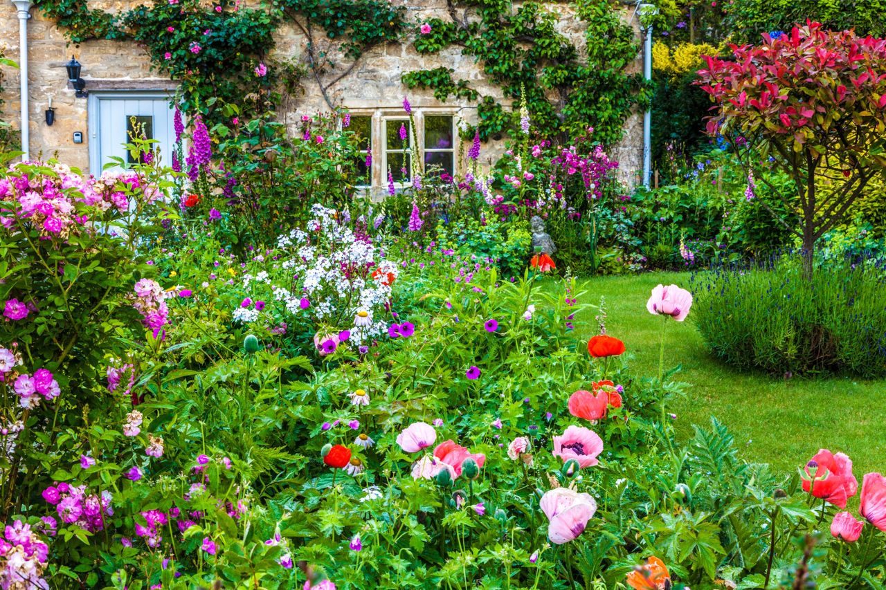 healthy soil in a garden planted with cottage garden planting looking towards house