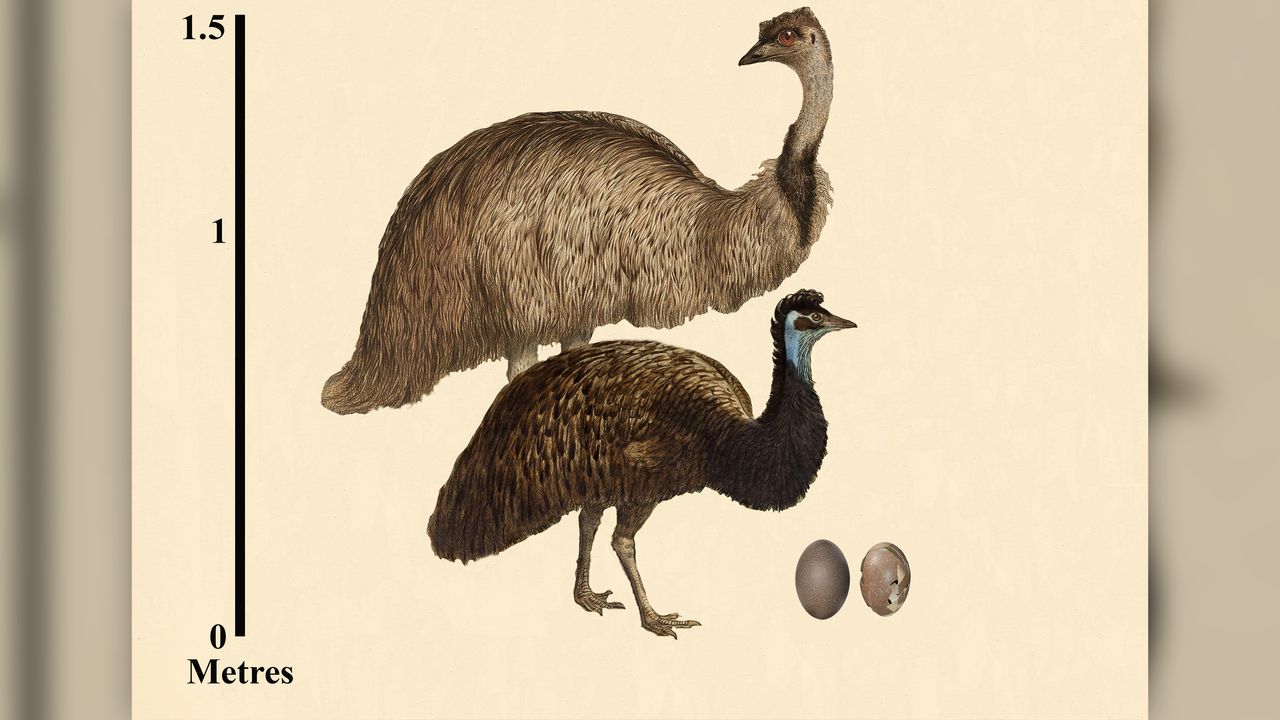 The dwarf emu (bottom) was 44% smaller than the mainland emu (top), but their eggs were roughly the same size.