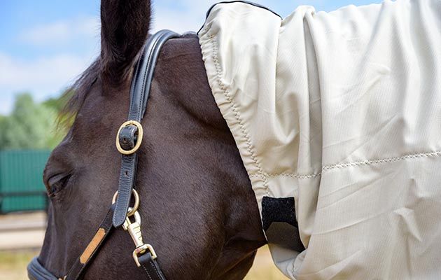 Snuggy Hoods Bug Body Fly Rug review