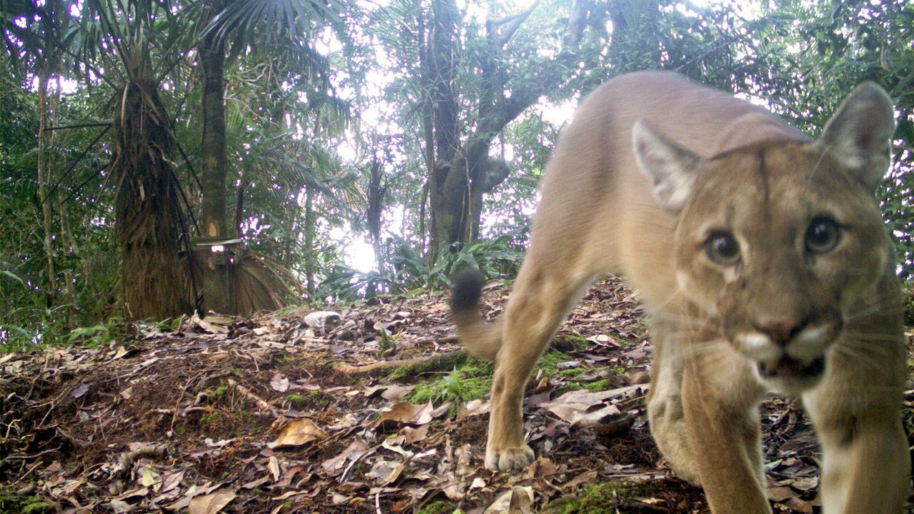 A puma.