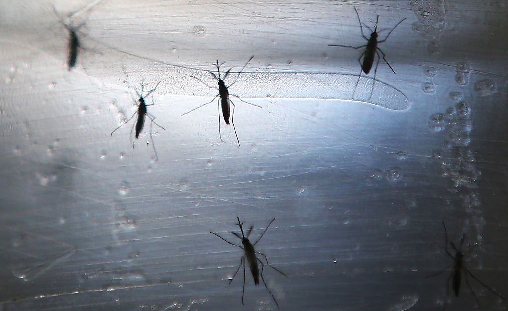 Is Puerto Rico underreporting its Zika cases?