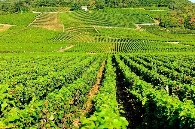 Ech&eacute;zeaux grand cru vineyards