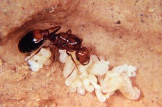 ant queen laying eggs