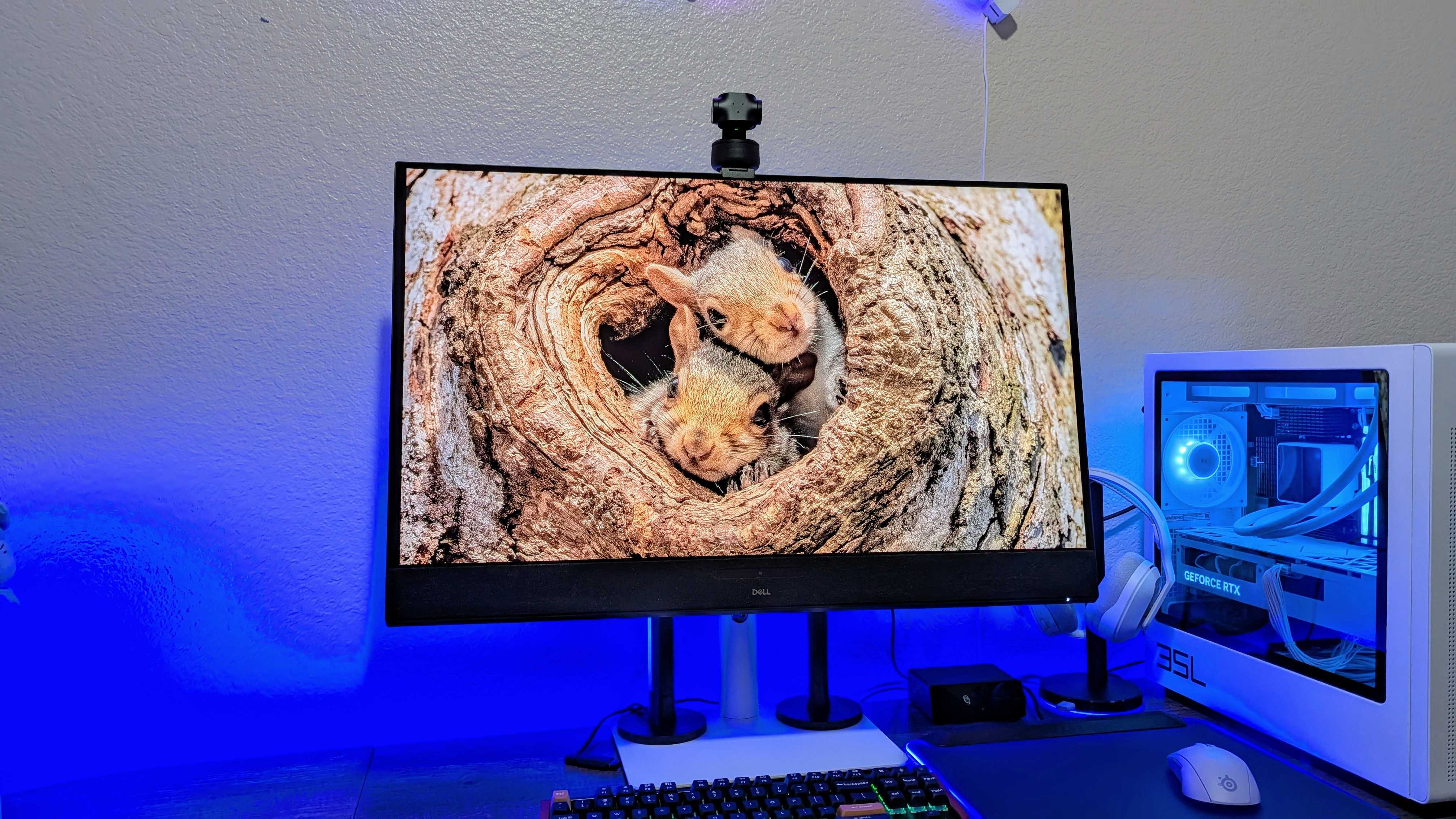 A computer setup featuring a monitor displaying two squirrels peeking from a tree hollow. The setup includes a white PC case with blue lighting, creating a calm atmosphere.