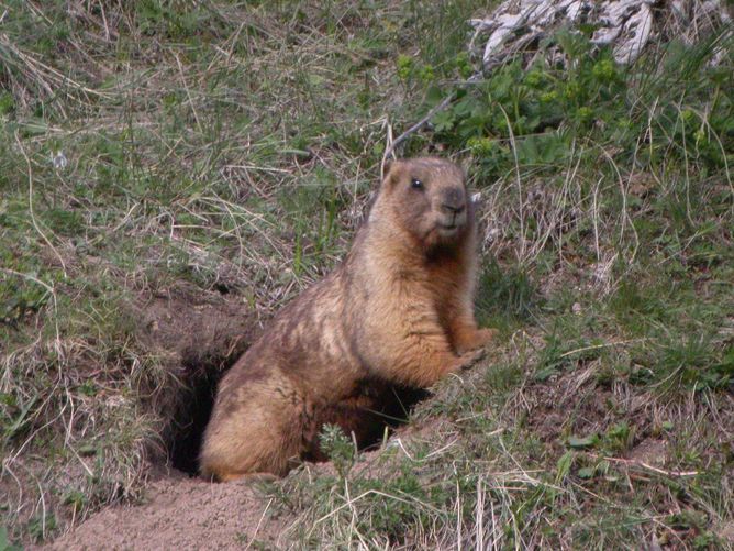 marmot, rodent, the plague, China