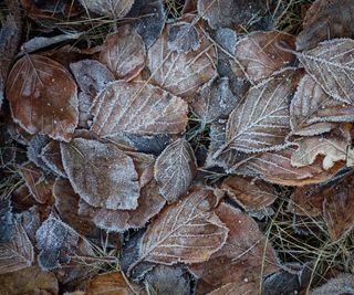 Frozen brown beech leaves