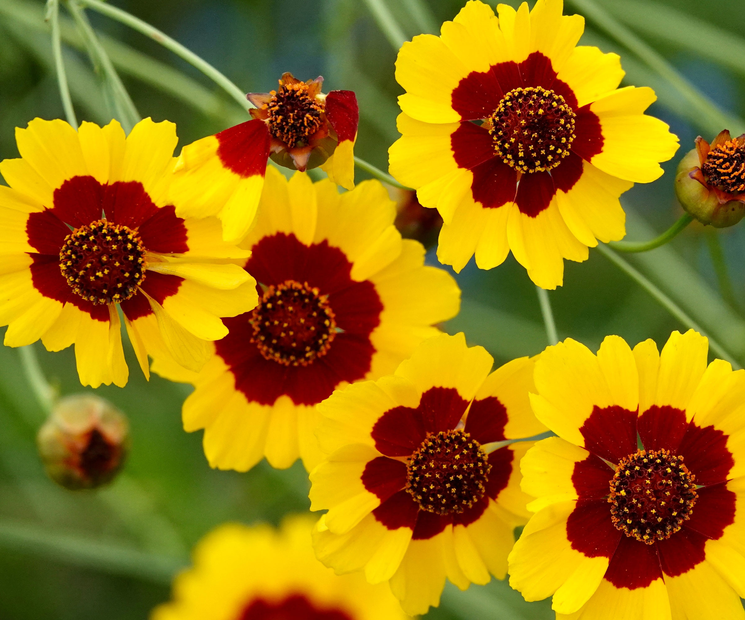 tickseed plant with yellow and bronze flowers