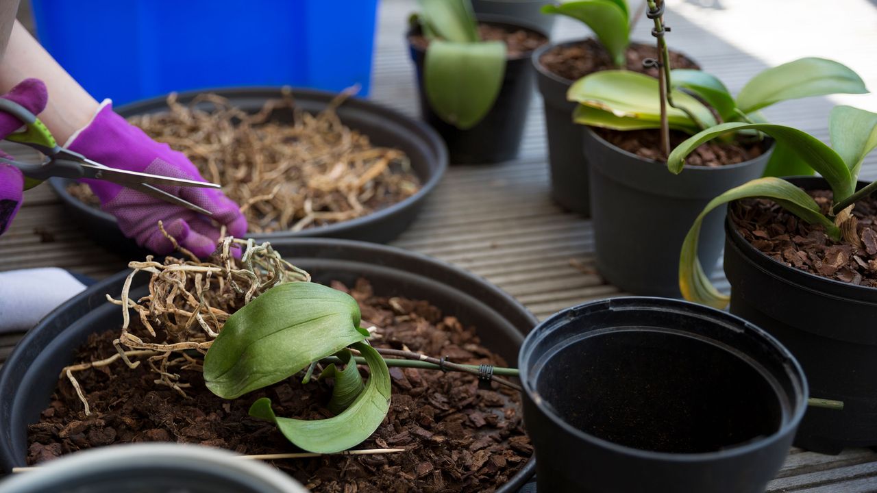 Repotting an orchid