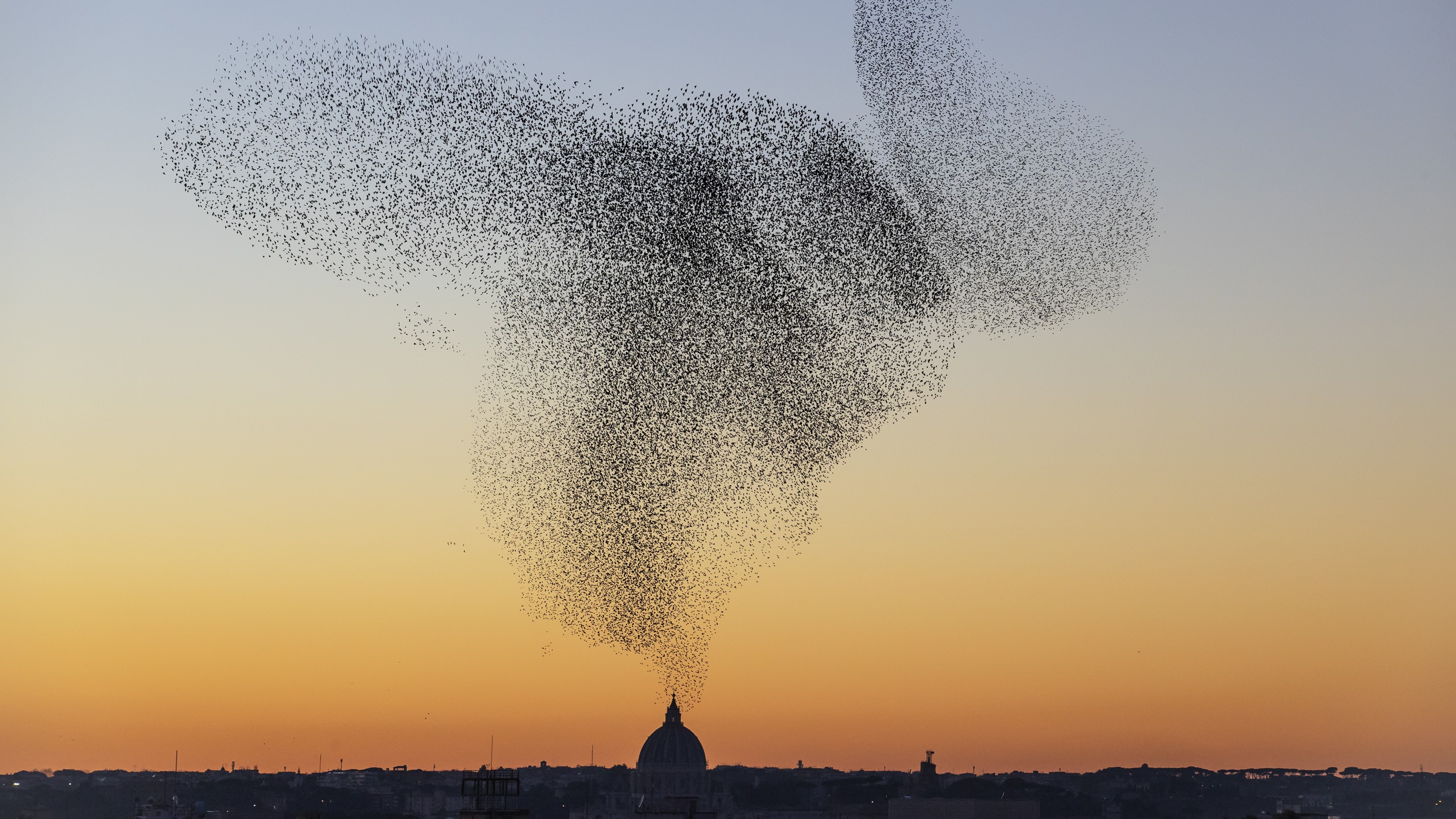 A murmuration of starlings in Rome.