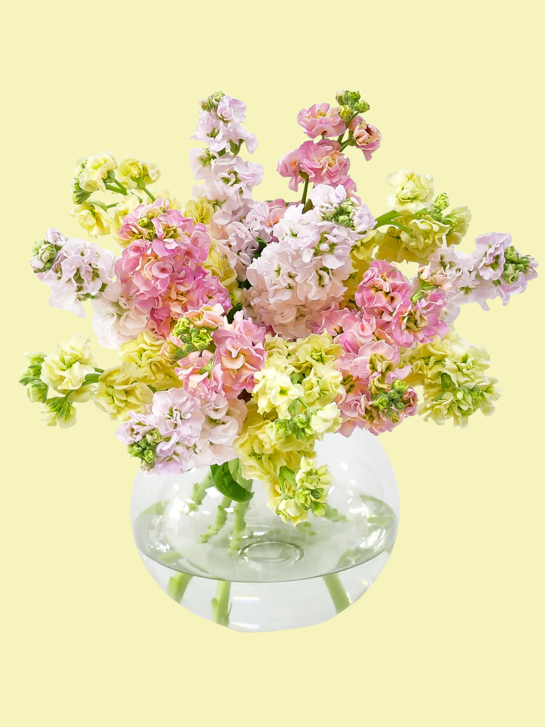 A vase of mixed scented stocks from Flowers &amp;amp; Plants Co