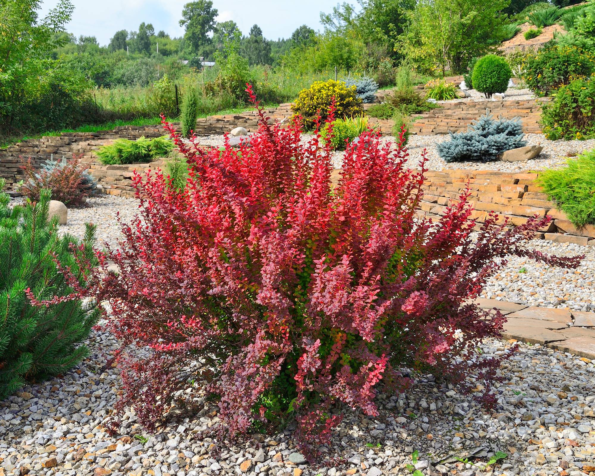 Red Japanese barberry shrub in landscape