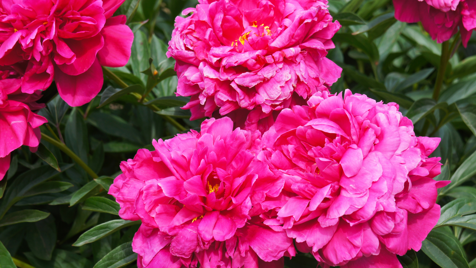 Dark pink, double bloom peonies