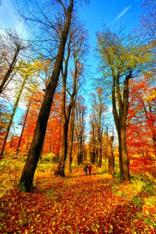 The colorful foliage of autumn 