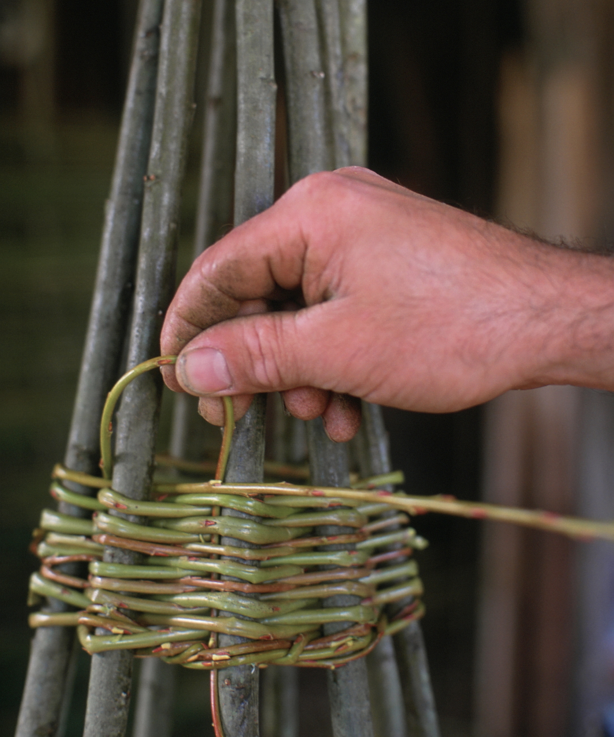 A hand weaves willow stems to make a conical plant support