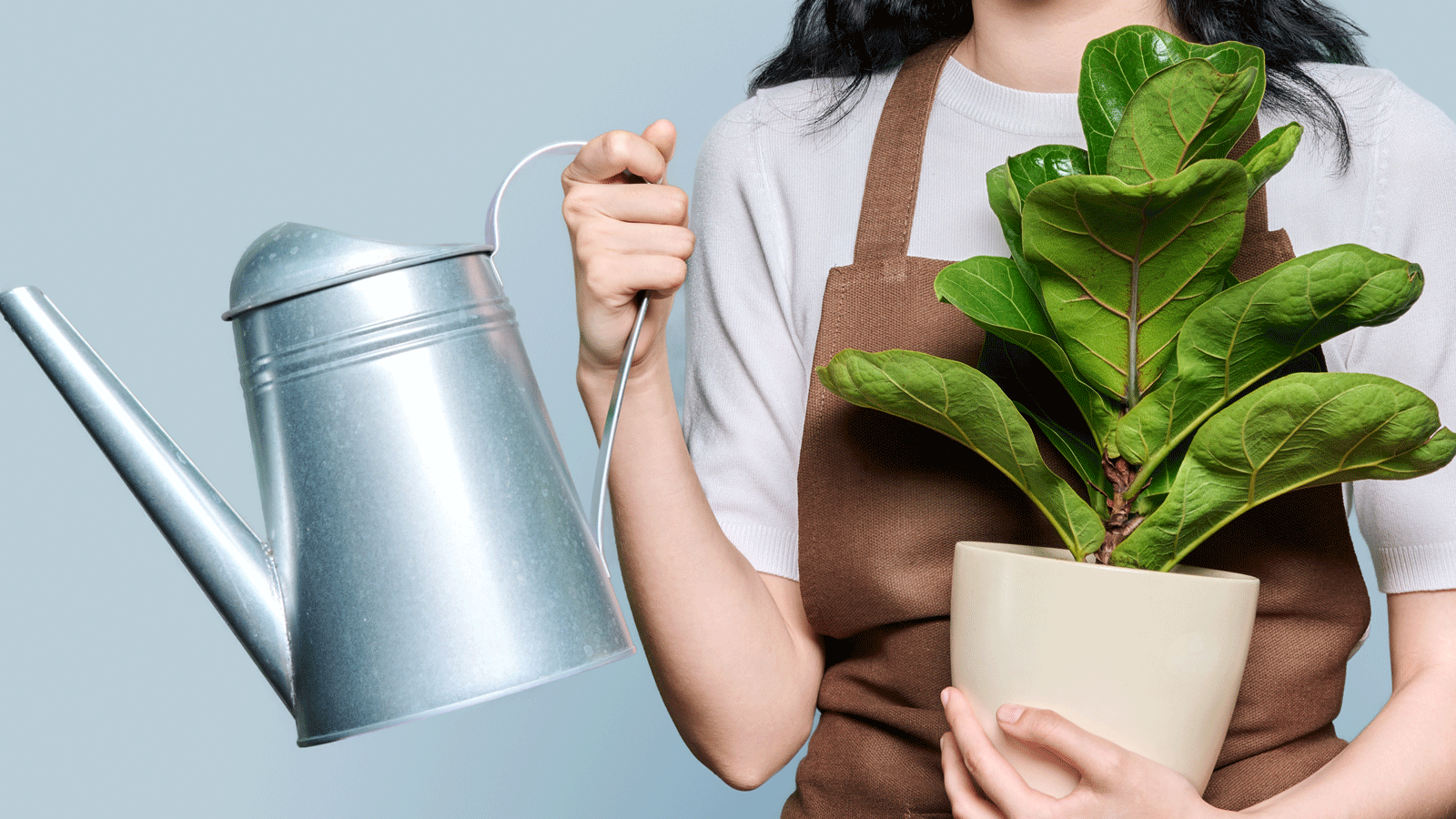 fiddle leaf fig plant and watering can