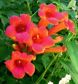 Greenwood Nursery: Live Perennial Plants - Madame Galen Trumpet Creeper Vine + Campsis × Tagliabuana - [qty: 2x Pint Pots] - (click for Other Available Plants/quantities)