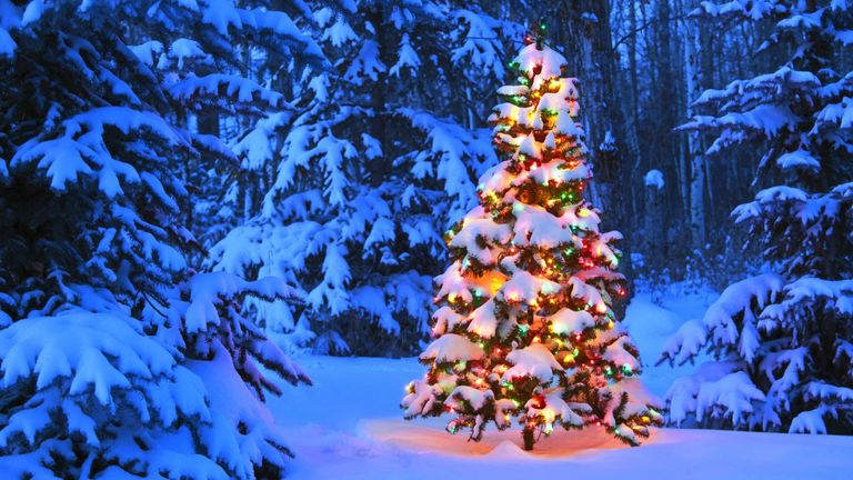 Can You Replant A Christmas Tree? Here’s How To Do It Right | Gardening ...
