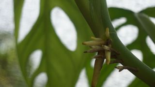 picture of aerial roots growing out of a monstera stem