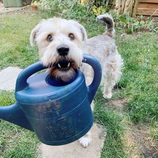 Small white dog in garden with watering can in mouth