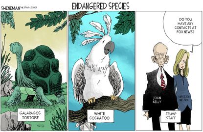 Political cartoon U.S. endangered species tortoise cockatoo Trump staff John Kelly Kirstjen Nielson Fox News