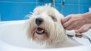 Dog in the bath getting washed