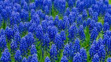 Field filled with Muscari botryoides