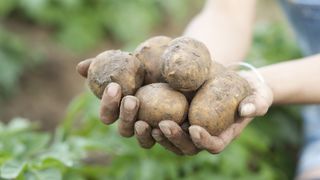 Harvesting raw potatoes