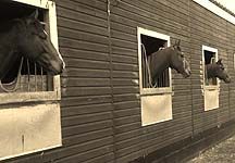 Toby-Cole-stables.JPG